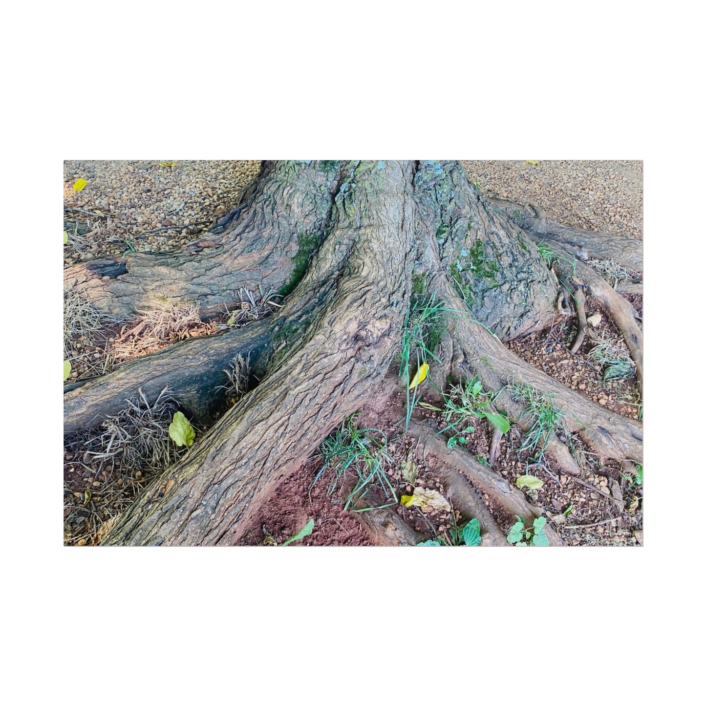 Taking root - Art Print by Steve