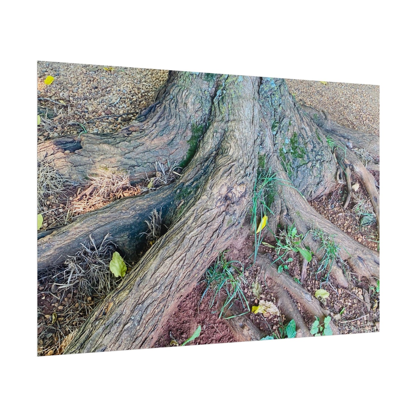 Taking root - Art Print by Steve